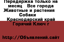 Передержка только на месяц - Все города Животные и растения » Собаки   . Краснодарский край,Горячий Ключ г.